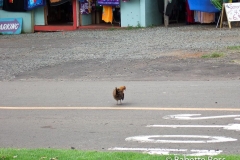 Haleiwa