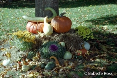 Ogunquit Autumnal Display