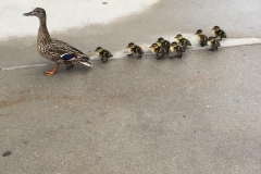 Ducks In A Row