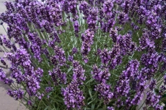 Lavender 2009-07-10