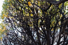 Autumnal 2015-11-13