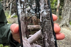 W Trek Day 3 - French Valley - This guy JUST SAW A PUMA - 5 minutes ago