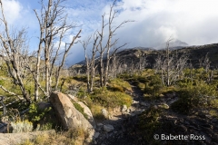 W Trek Day 4 - Grey Glacier