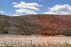 Guanaco From The Bus
