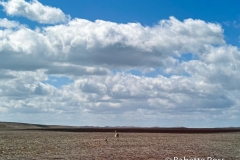 Guanaco From The Bus