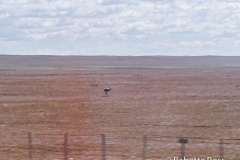 Lesser Rhea (giant flightless bird) from the Bus