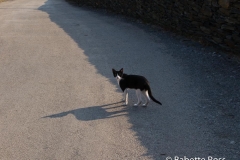 Portlligat Cat