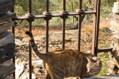 Portlligat Cat