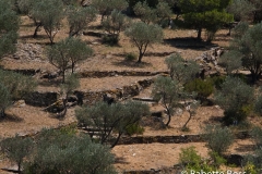 Olive Grove