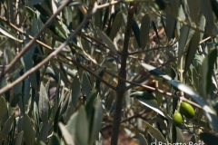 Olives