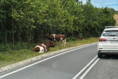 More Traffic