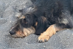 Pucon
