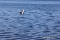 Beach of Caulin