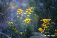 Cape Henlopen