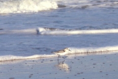 Cape Henlopen