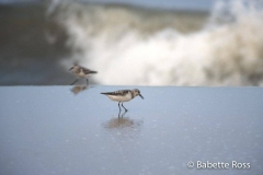 Cape Henlopen