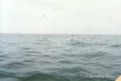 Dolphin, from Kayack