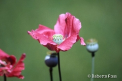 Pink Poppy