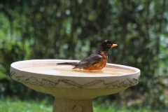 Birdbath