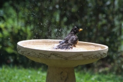 Birdbath