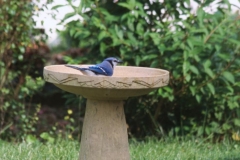 Birdbath
