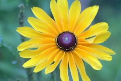 Black Eyed Susan
