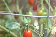 Cherry Tomatos
