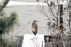 Silver Lake Blue Heron