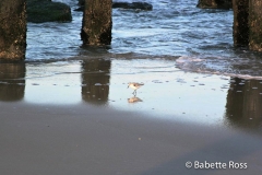 Cape Henlopen