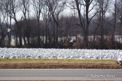 Snow Geese