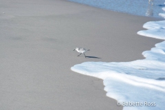 Cape Henlopen, Herring Point