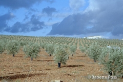 Olive Grove  between Cordoba & Ronda