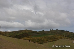 Between Raglan & Rotorua