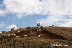 Between Raglan & Rotorua