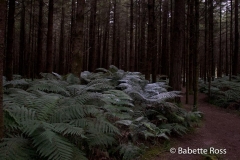 Whakarewarewa Forrest