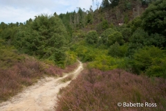 Whakarewarewa Forrest