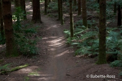 Whakarewarewa Forrest