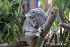 San Diego Zoo - Koala