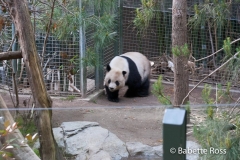 San Diego Zoo - Panda