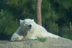 San Diego Zoo - Polar Bear