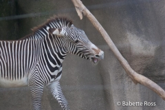San Diego Zoo - Zebra