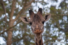 San Diego Zoo - Giraffe