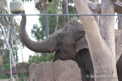 San Diego Zoo - Elephant