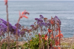 La Jolla