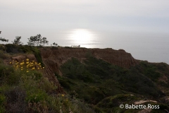 Torrey Pines