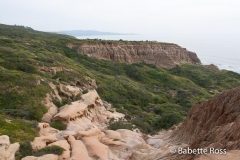 Torrey Pines