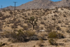 Joshua Tree on the Road