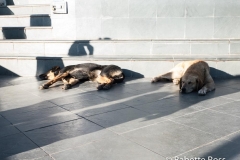 Sleeping Pups at San Cristobal