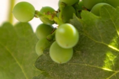 Concha Y Toro Vineyard