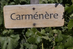 Concha Y Toro Vineyard